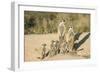 Meerkat Mother and Nursemaid with Baby Kittens-null-Framed Photographic Print