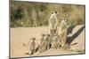 Meerkat Mother and Nursemaid with Baby Kittens-null-Mounted Photographic Print