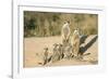 Meerkat Mother and Nursemaid with Baby Kittens-null-Framed Photographic Print