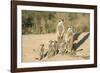 Meerkat Mother and Nursemaid with Baby Kittens-null-Framed Photographic Print