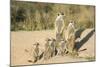 Meerkat Mother and Nursemaid with Baby Kittens-null-Mounted Photographic Print