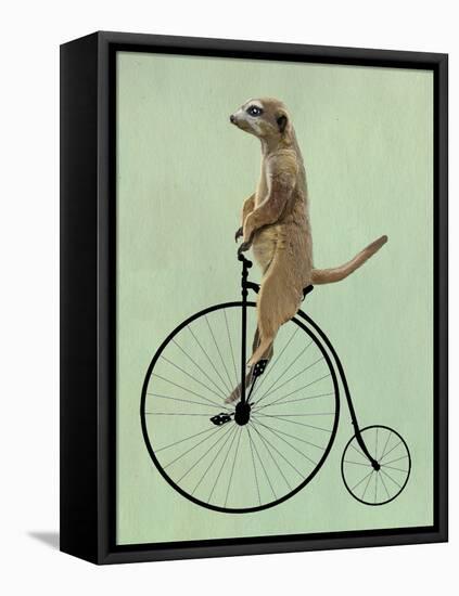 Meerkat on Black Penny Farthing-Fab Funky-Framed Stretched Canvas