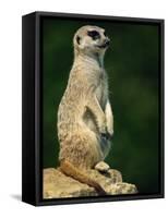 Meerkat on Look-Out, Marwell Zoo, Hampshire, England, United Kingdom, Europe-Ian Griffiths-Framed Stretched Canvas