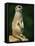 Meerkat on Look-Out, Marwell Zoo, Hampshire, England, United Kingdom, Europe-Ian Griffiths-Framed Stretched Canvas