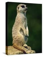 Meerkat on Look-Out, Marwell Zoo, Hampshire, England, United Kingdom, Europe-Ian Griffiths-Stretched Canvas