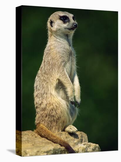 Meerkat on Look-Out, Marwell Zoo, Hampshire, England, United Kingdom, Europe-Ian Griffiths-Stretched Canvas