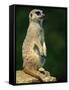 Meerkat on Look-Out, Marwell Zoo, Hampshire, England, United Kingdom, Europe-Ian Griffiths-Framed Stretched Canvas