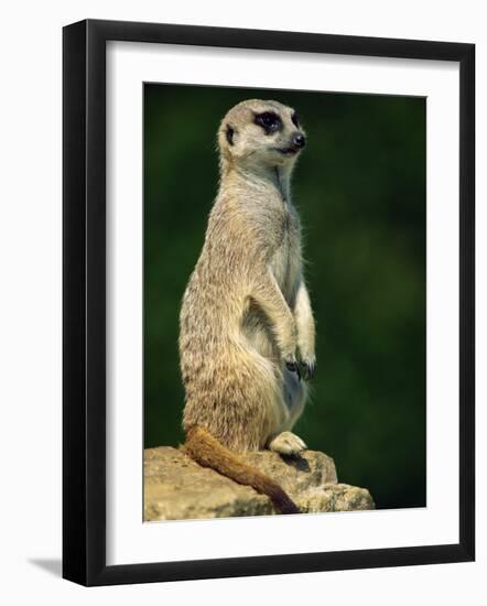 Meerkat on Look-Out, Marwell Zoo, Hampshire, England, United Kingdom, Europe-Ian Griffiths-Framed Photographic Print