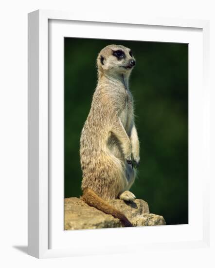 Meerkat on Look-Out, Marwell Zoo, Hampshire, England, United Kingdom, Europe-Ian Griffiths-Framed Photographic Print