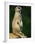 Meerkat on Look-Out, Marwell Zoo, Hampshire, England, United Kingdom, Europe-Ian Griffiths-Framed Photographic Print