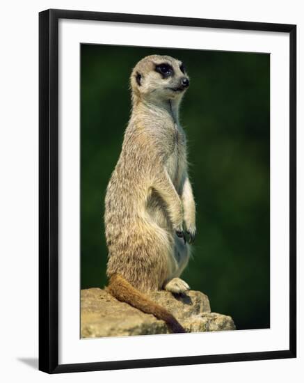 Meerkat on Look-Out, Marwell Zoo, Hampshire, England, United Kingdom, Europe-Ian Griffiths-Framed Photographic Print