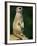 Meerkat on Look-Out, Marwell Zoo, Hampshire, England, United Kingdom, Europe-Ian Griffiths-Framed Photographic Print