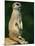 Meerkat on Look-Out, Marwell Zoo, Hampshire, England, United Kingdom, Europe-Ian Griffiths-Mounted Photographic Print