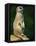 Meerkat on Look-Out, Marwell Zoo, Hampshire, England, United Kingdom, Europe-Ian Griffiths-Framed Stretched Canvas