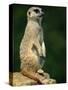 Meerkat on Look-Out, Marwell Zoo, Hampshire, England, United Kingdom, Europe-Ian Griffiths-Stretched Canvas