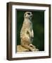 Meerkat on Look-Out, Marwell Zoo, Hampshire, England, United Kingdom, Europe-Ian Griffiths-Framed Photographic Print