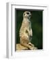 Meerkat on Look-Out, Marwell Zoo, Hampshire, England, United Kingdom, Europe-Ian Griffiths-Framed Photographic Print