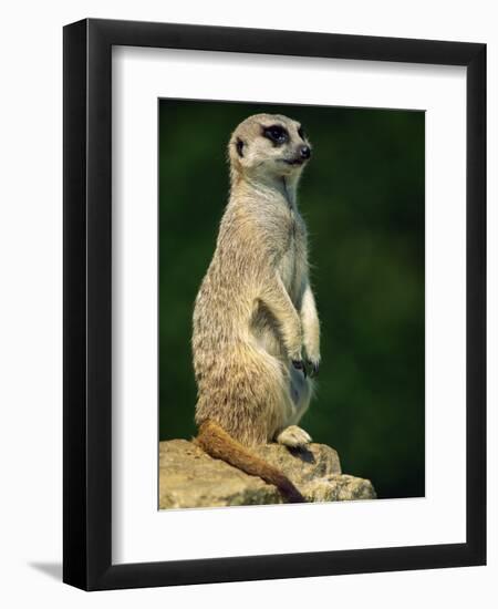 Meerkat on Look-Out, Marwell Zoo, Hampshire, England, United Kingdom, Europe-Ian Griffiths-Framed Premium Photographic Print