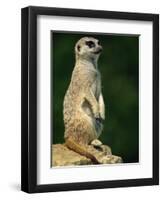 Meerkat on Look-Out, Marwell Zoo, Hampshire, England, United Kingdom, Europe-Ian Griffiths-Framed Premium Photographic Print