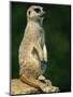 Meerkat on Look-Out, Marwell Zoo, Hampshire, England, United Kingdom, Europe-Ian Griffiths-Mounted Premium Photographic Print
