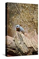 Meerkat on the Tree-duallogic-Stretched Canvas