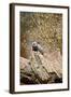 Meerkat on the Tree-duallogic-Framed Photographic Print