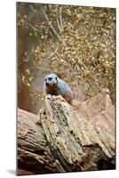 Meerkat on the Tree-duallogic-Mounted Photographic Print