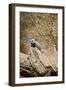 Meerkat on the Tree-duallogic-Framed Photographic Print