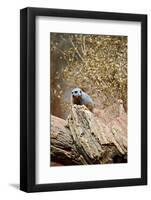 Meerkat on the Tree-duallogic-Framed Photographic Print