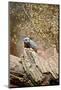 Meerkat on the Tree-duallogic-Mounted Photographic Print