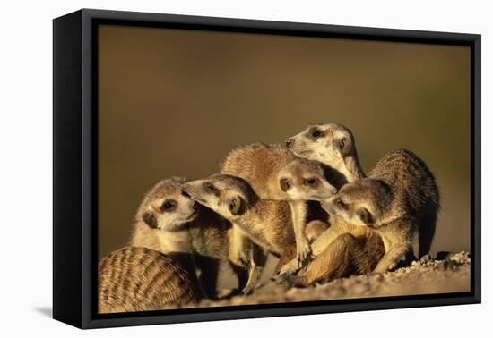 Meerkat Pack in Namibia-Paul Souders-Framed Stretched Canvas