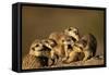 Meerkat Pack in Namibia-Paul Souders-Framed Stretched Canvas