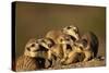 Meerkat Pack in Namibia-Paul Souders-Stretched Canvas