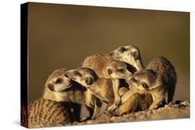 Meerkat Pack in Namibia-Paul Souders-Stretched Canvas