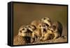 Meerkat Pack in Namibia-Paul Souders-Framed Stretched Canvas