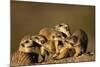 Meerkat Pack in Namibia-Paul Souders-Mounted Photographic Print