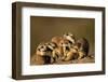 Meerkat Pack in Namibia-Paul Souders-Framed Photographic Print