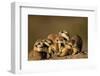 Meerkat Pack in Namibia-Paul Souders-Framed Photographic Print