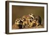 Meerkat Pack in Namibia-Paul Souders-Framed Photographic Print