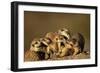 Meerkat Pack in Namibia-Paul Souders-Framed Photographic Print