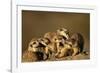 Meerkat Pack in Namibia-Paul Souders-Framed Photographic Print