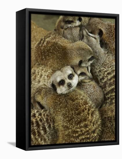 Meerkat Protecting Young, Australia-David Wall-Framed Stretched Canvas
