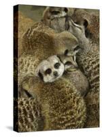 Meerkat Protecting Young, Australia-David Wall-Stretched Canvas