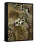 Meerkat Protecting Young, Australia-David Wall-Framed Stretched Canvas