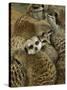 Meerkat Protecting Young, Australia-David Wall-Stretched Canvas