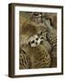 Meerkat Protecting Young, Australia-David Wall-Framed Photographic Print