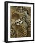 Meerkat Protecting Young, Australia-David Wall-Framed Photographic Print