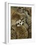 Meerkat Protecting Young, Australia-David Wall-Framed Photographic Print