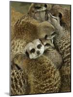 Meerkat Protecting Young, Australia-David Wall-Mounted Photographic Print