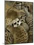 Meerkat Protecting Young, Australia-David Wall-Mounted Photographic Print